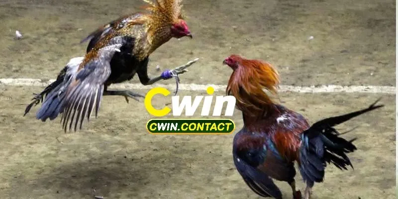 Cách Tham Gia Cá Cược Tại Đá Gà Cwin