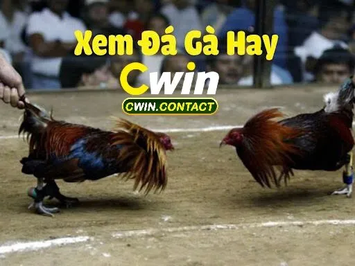 Đá gà casino là gì?