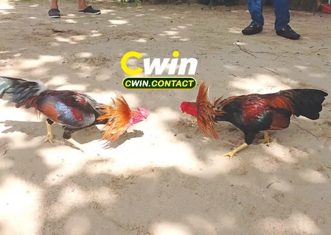 Vì sao đá gà thu hút người chơi?