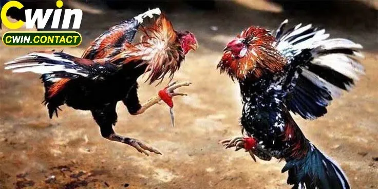 Kinh nghiệm đặt cược hiệu quả trong đá gà casino