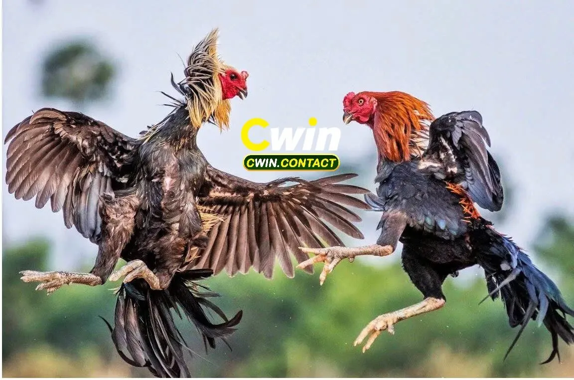 Đá Gà Asil – Trận Đấu Mãnh Liệt Cùng Chiến Kê Huyền Thoại Tại Cwin 1 Lịch sử hình thành và phát triển của gà Asil