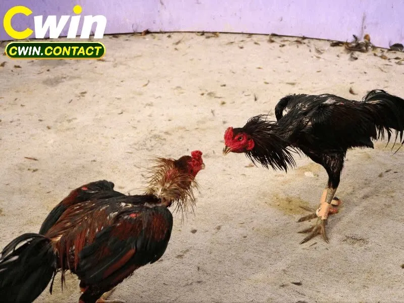 Đá Gà Asil – Trận Đấu Mãnh Liệt Cùng Chiến Kê Huyền Thoại Tại Cwin 2 Phong cách đá đặc trưng của gà Asil