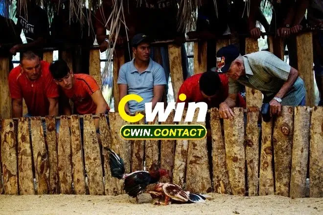 Đá Gà Chọi Cuba Cuộc Chiến Đỉnh Cao Của Những Chiến Kê Ngoại Hạng 1 Nguồn Gốc Và Sự Phát Triển Của Đá Gà Chọi Cuba