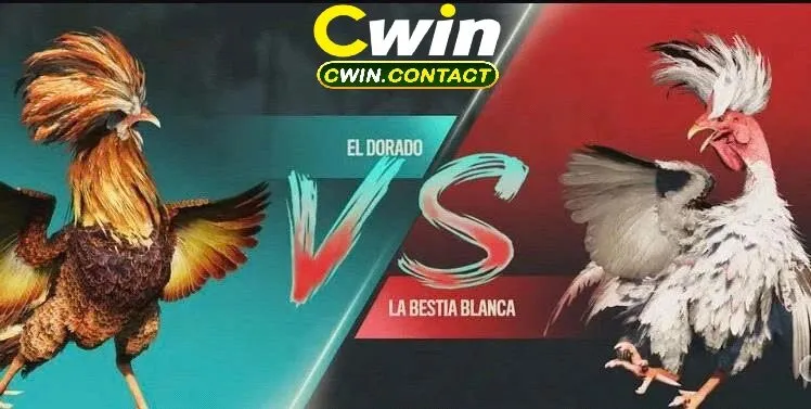 Đá Gà Chọi Cuba Cuộc Chiến Đỉnh Cao Của Những Chiến Kê Ngoại Hạng 2 Luật Lệ Và Hình Thức Thi Đấu Trong Đá Gà Chọi Cuba