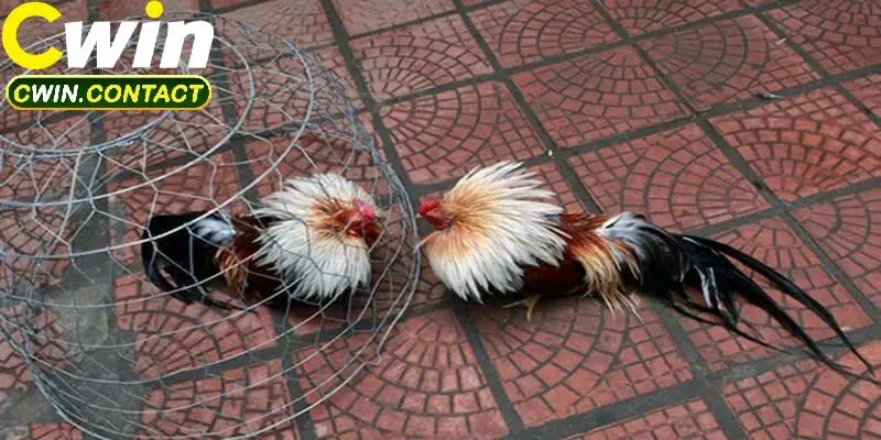 Trải Nghiệm Đá Gà Chọi Cuba Trực Tuyến