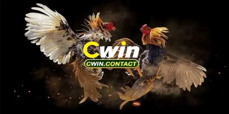 Đá Gà Cựa Dao Cwin Là Gì?