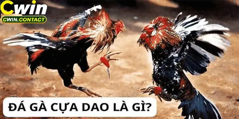 Những Lưu Ý Khi Chơi Đá Gà Cựa Dao Cwin