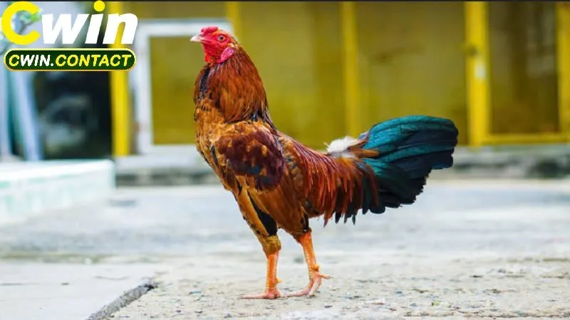 Kỹ thuật chọn chiến kê chuẩn trong đá gà cựa sắt