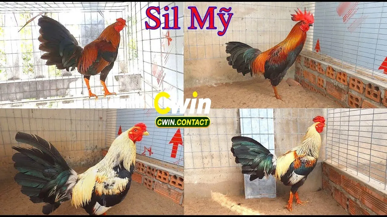 Tổng Quan Về Đá Gà Mỹ