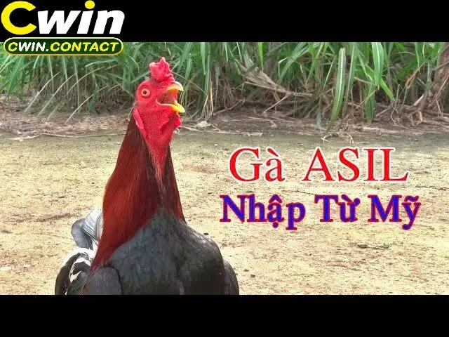 Đá Gà Mỹ Cwin Trải Nghiệm Đặc Sản Chiến Kê Từ Hoa Kỳ 2 Các Giống Gà Mỹ Phổ Biến