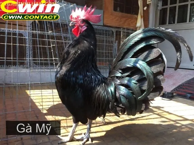 Đá Gà Mỹ Cwin Trải Nghiệm Đặc Sản Chiến Kê Từ Hoa Kỳ 3 Trải Nghiệm Đá Gà Mỹ Tại Cwin