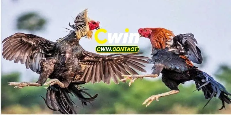 Kinh Nghiệm Chọn Cược Đá Gà Philippines Cho Tân Binh