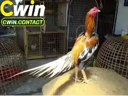 Tính cách và kỹ năng chiến đấu của Shamo