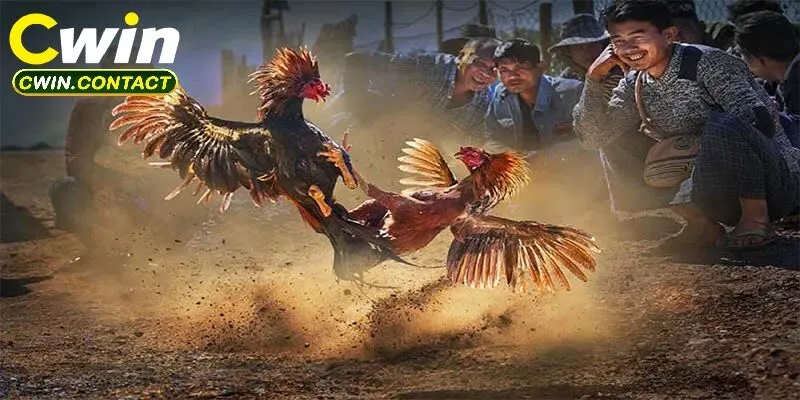 Cách chăm sóc và huấn luyện Đá Gà Shamo