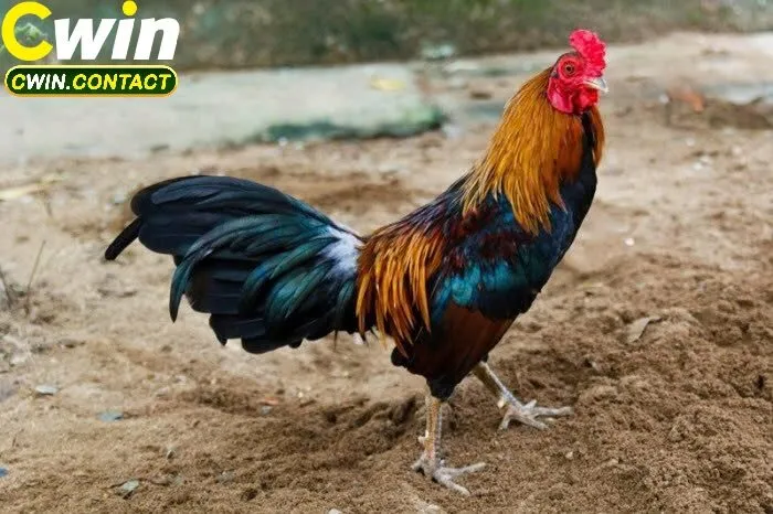 Đá Gà Thomo Là Gì?