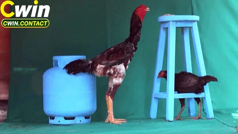 Vì Sao Đá Gà Thomo Được Giới Chơi Gà Việt Ưa Chuộng?