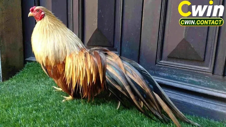 Các Hình Thức Cá Cược Đá Gà Tre 