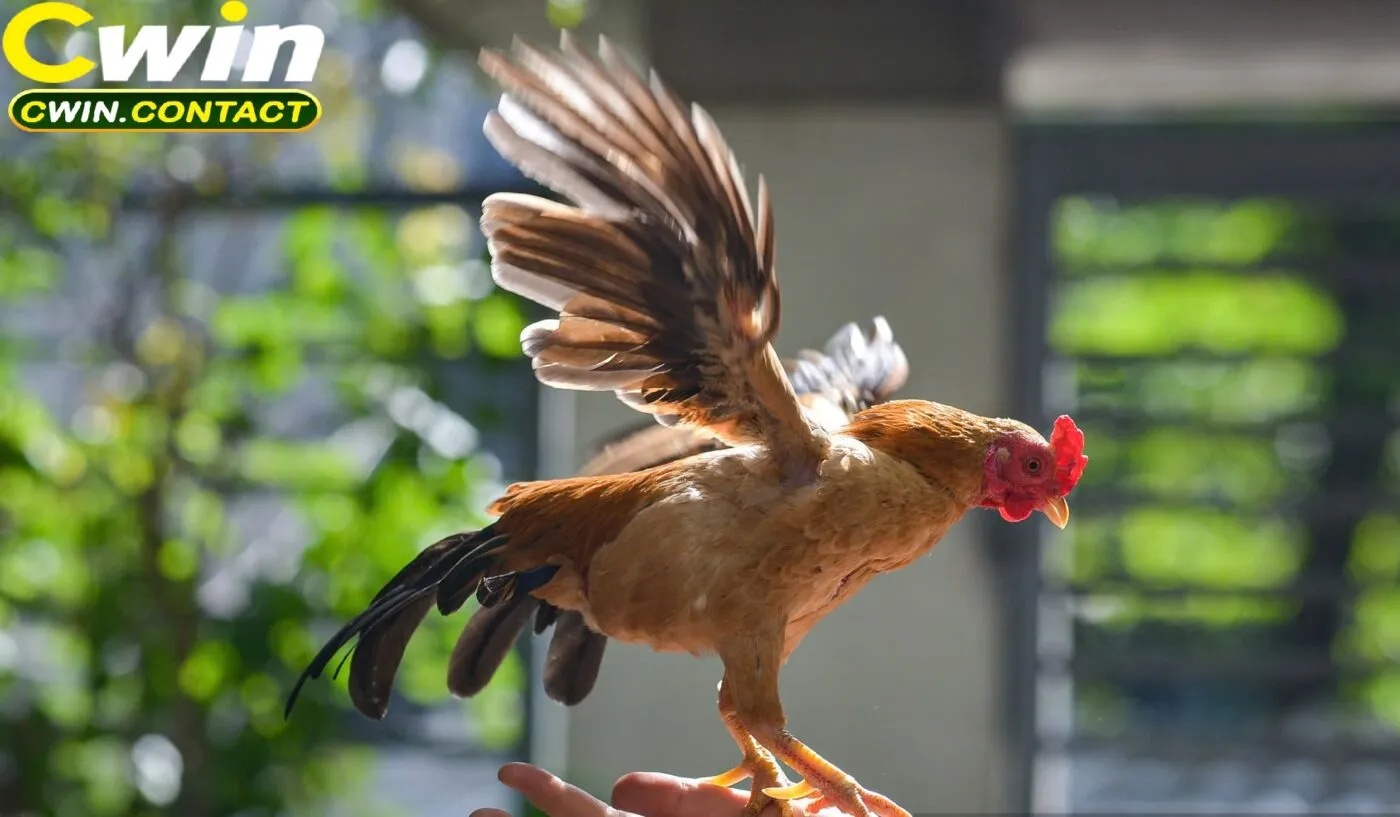 Bí Quyết Giúp Tăng Tỷ Lệ Thắng