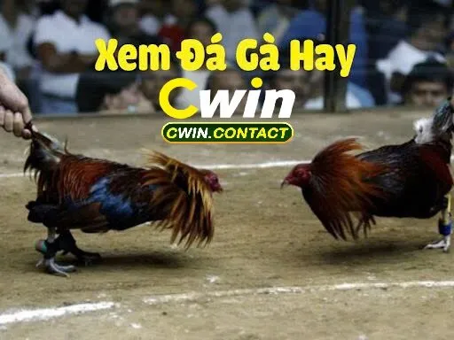 Đá Gà Trực Tiếp Cwin Trải Nghiệm Cực Đỉnh Cho Cược Thủ 1 Cổng Game Cwin Sự Lựa Chọn Tin Cậy