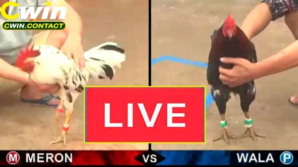 Đá Gà Trực Tiếp Cwin Trải Nghiệm Cực Đỉnh Cho Cược Thủ 2 Đá Gà Trực Tiếp Tại Cwin Quy Trình Đặt Cược