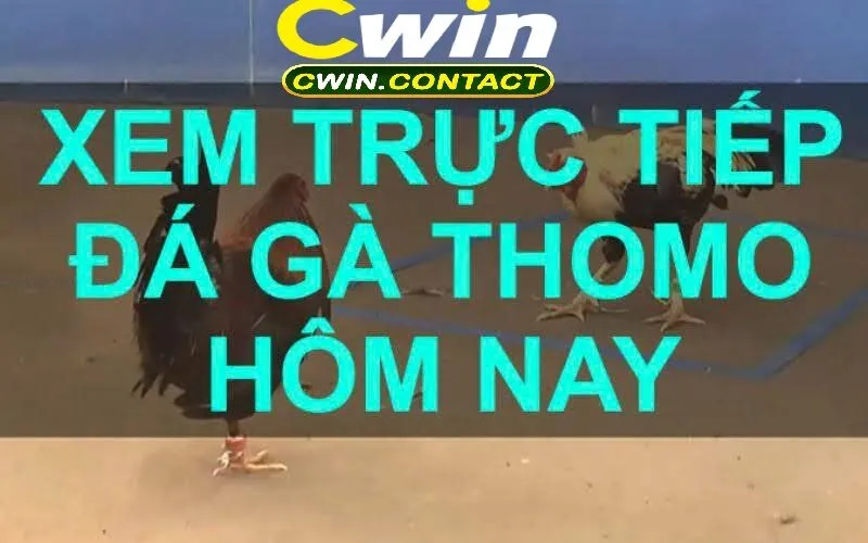 Lý Do Nên Chọn Đá Gà Trực Tiếp Cwin